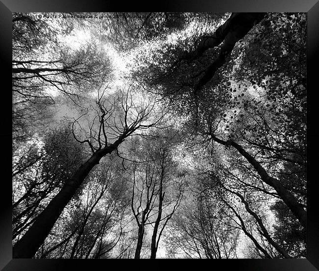 Tree canopies in black and white Framed Print by Paula Palmer canvas