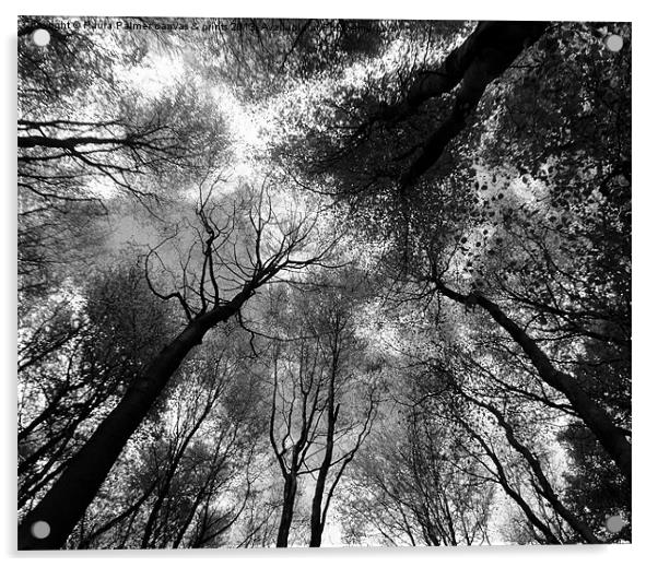 Tree canopies in black and white Acrylic by Paula Palmer canvas