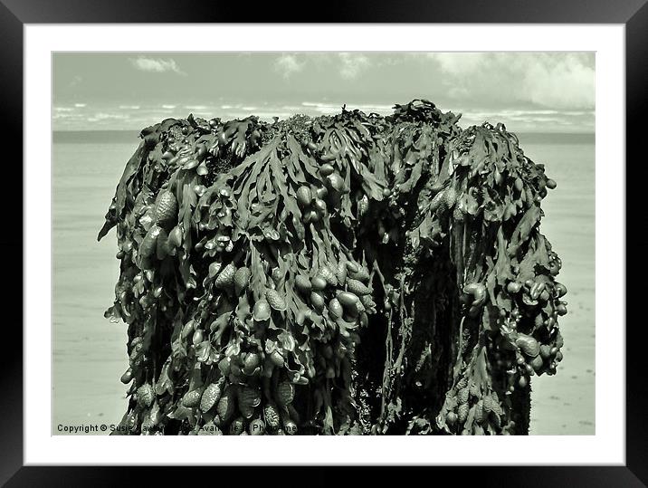 Silver Seaweed Framed Mounted Print by Susie Hawkins