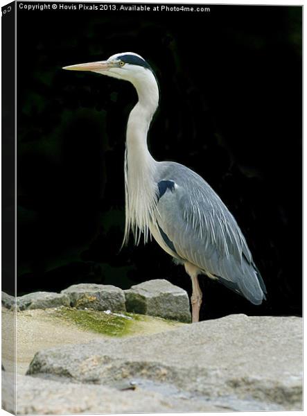 Grey Heron Canvas Print by Dave Burden