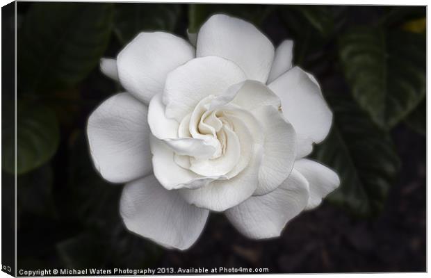 White Gardenia Canvas Print by Michael Waters Photography