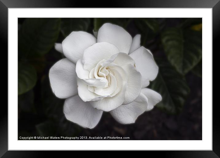 White Gardenia Framed Mounted Print by Michael Waters Photography