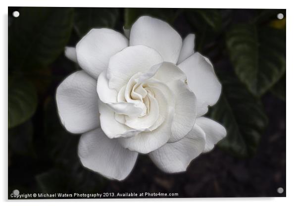 White Gardenia Acrylic by Michael Waters Photography
