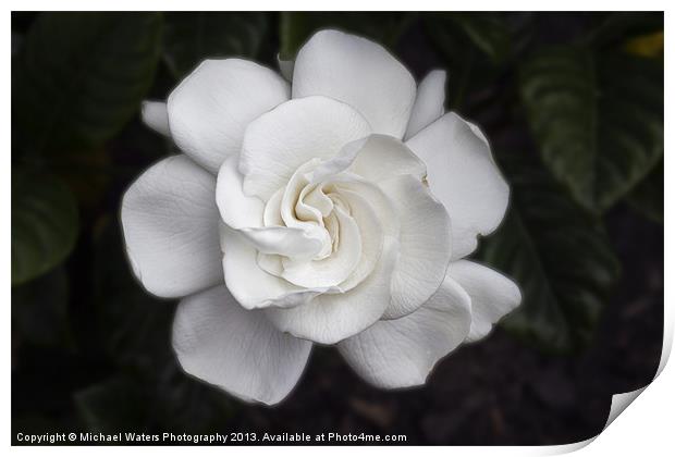 White Gardenia Print by Michael Waters Photography