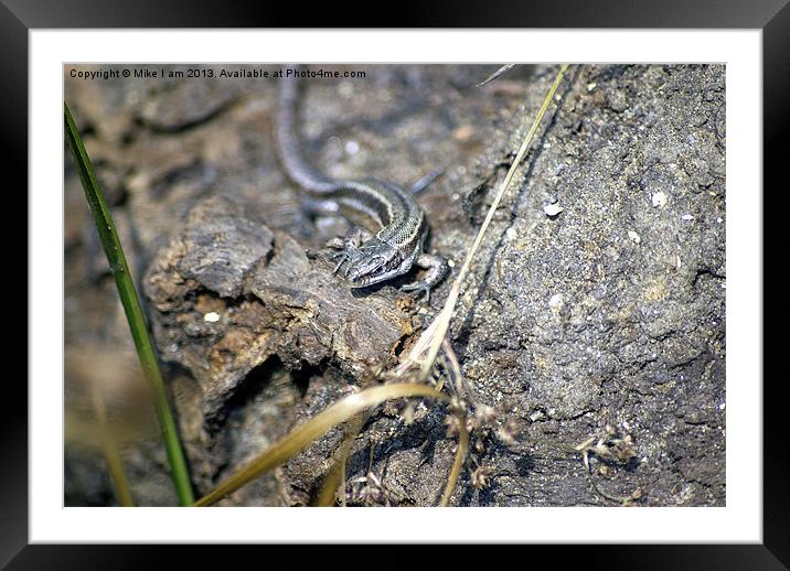 Common Lizard Framed Mounted Print by Thanet Photos