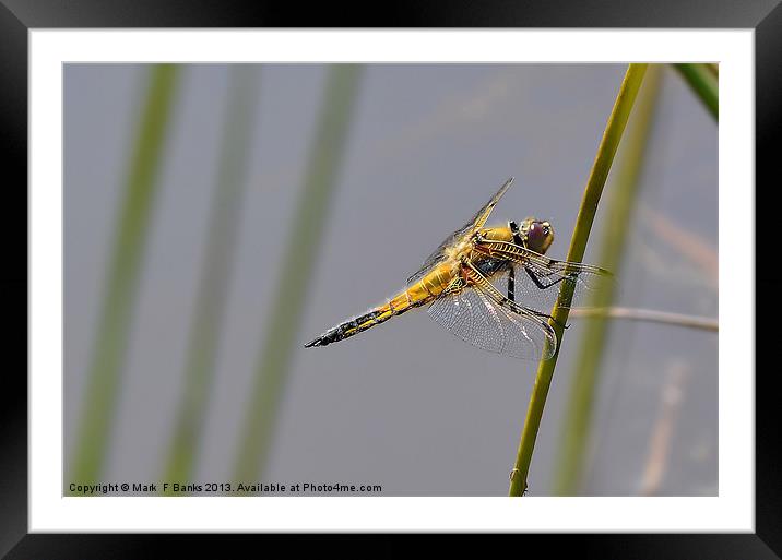 Broad - bodied Chaser [ Female ] Framed Mounted Print by Mark  F Banks