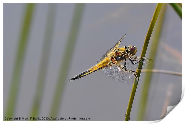 Broad - bodied Chaser [ Female ] Print by Mark  F Banks