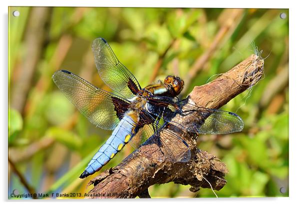 Broad-bodied Chaser [ male ] Acrylic by Mark  F Banks