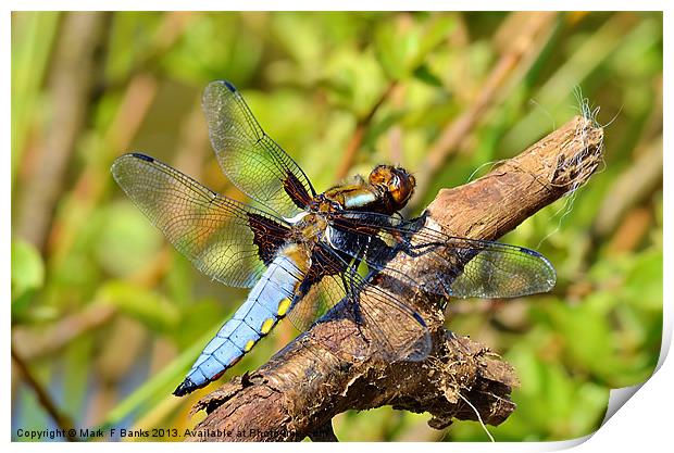 Broad-bodied Chaser [ male ] Print by Mark  F Banks