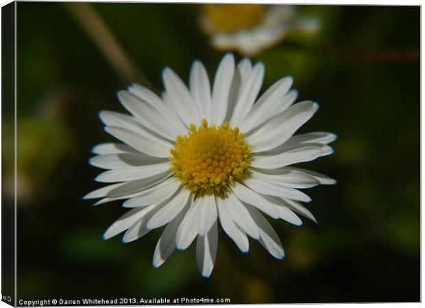 Lonely Daisy Canvas Print by Darren Whitehead