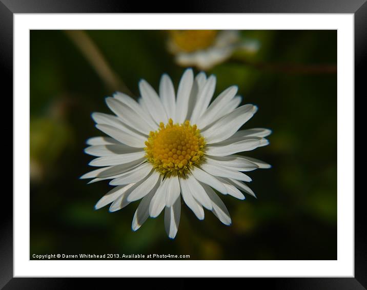 Lonely Daisy Framed Mounted Print by Darren Whitehead