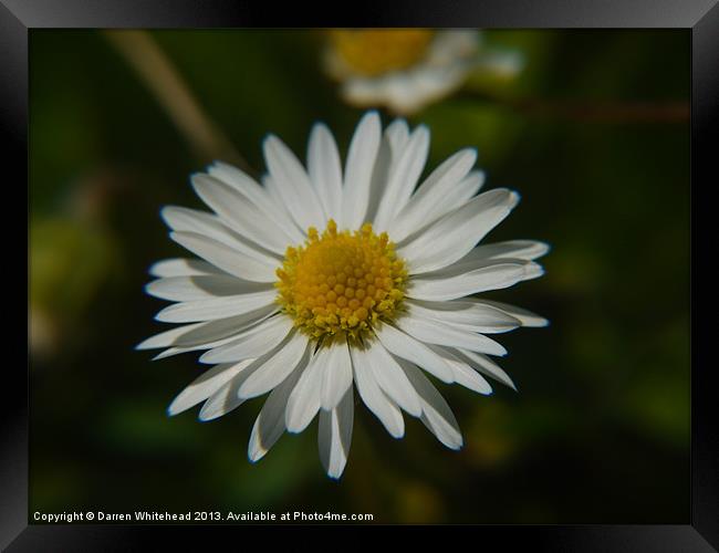 Lonely Daisy Framed Print by Darren Whitehead