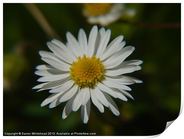 Lonely Daisy Print by Darren Whitehead