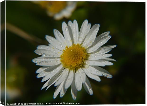 Daisy Stain Canvas Print by Darren Whitehead