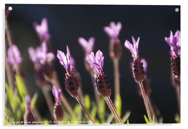 French lavender Acrylic by steve akerman