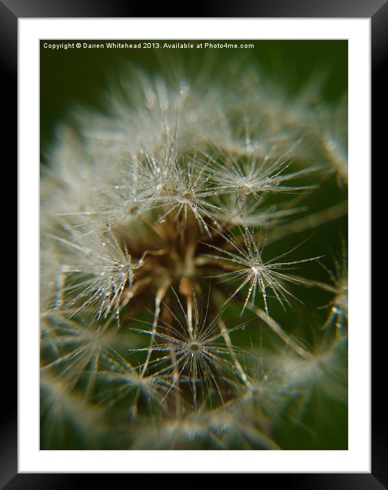 Cold Spores Framed Mounted Print by Darren Whitehead