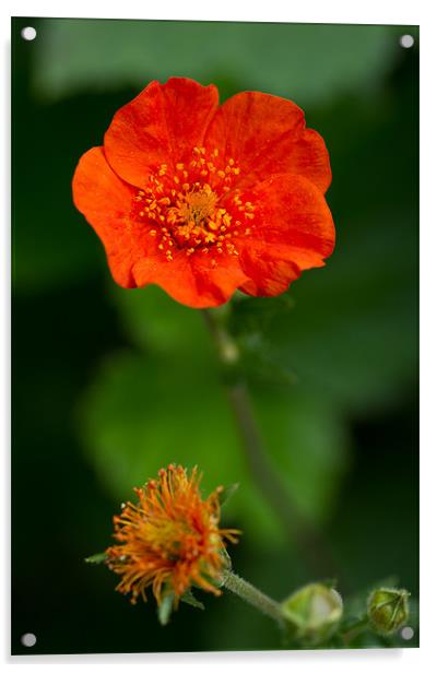 Orange Geum flower Acrylic by Gordon Bishop