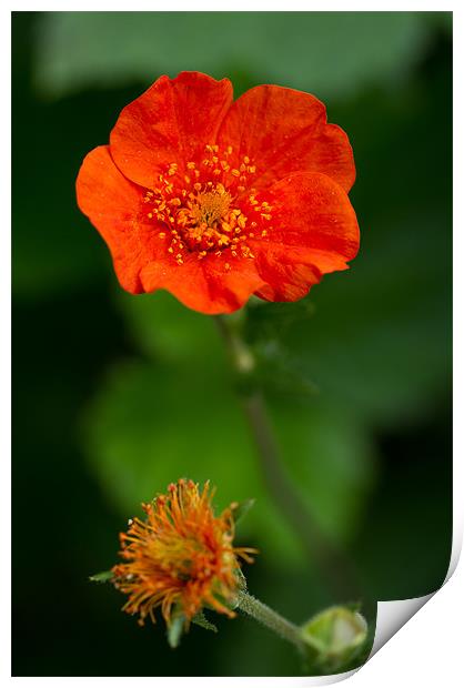 Orange Geum flower Print by Gordon Bishop