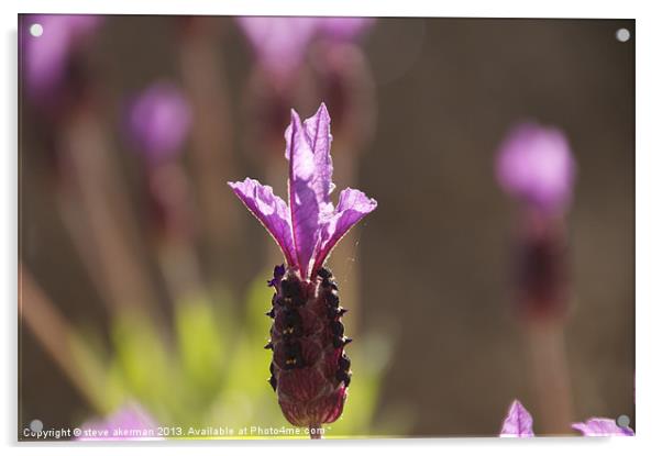 A lone french lavender flower Acrylic by steve akerman