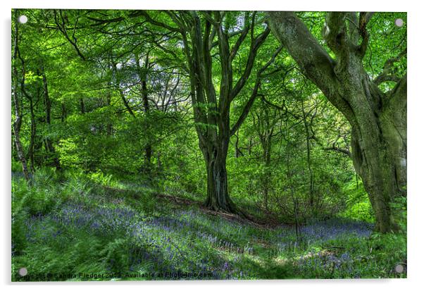 Billinge Woods Bluebells Acrylic by Sandra Pledger