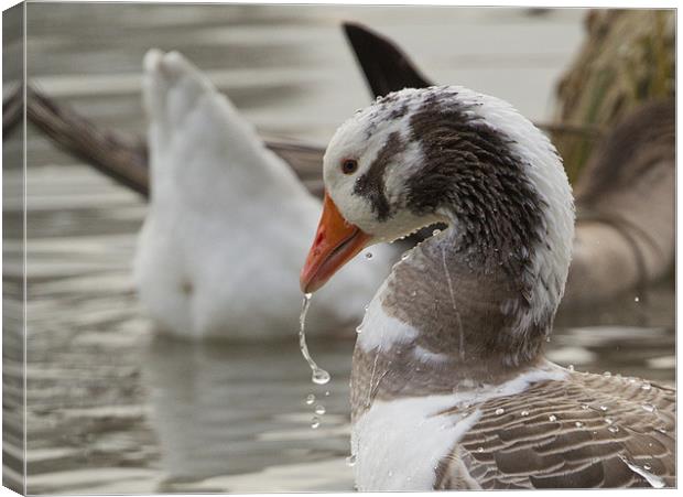 Duck was Canvas Print by Gordon Bishop