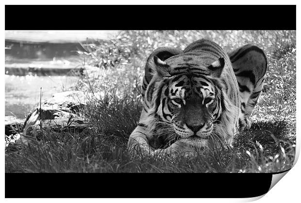 Tiger Stream Print by Adrian Wilkins