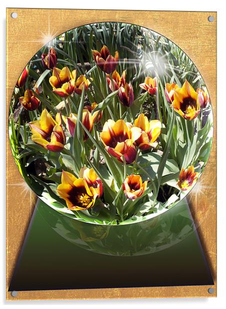 1638-tulip garden Acrylic by elvira ladocki