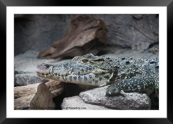 Alligator Framed Mounted Print by Keith Thorburn EFIAP/b