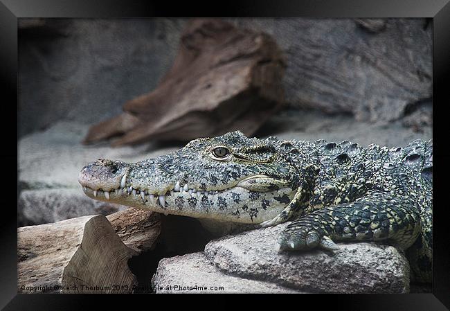 Alligator Framed Print by Keith Thorburn EFIAP/b