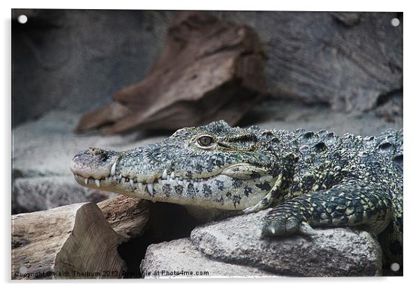 Alligator Acrylic by Keith Thorburn EFIAP/b