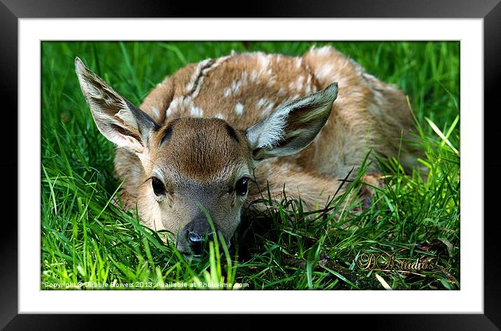 Newborn Red Deer Framed Mounted Print by Lady Debra Bowers L.R.P.S