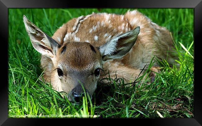 Newborn Red Deer Framed Print by Lady Debra Bowers L.R.P.S