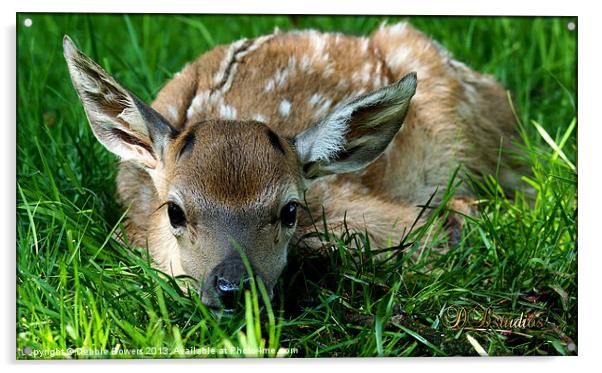 Newborn Red Deer Acrylic by Lady Debra Bowers L.R.P.S