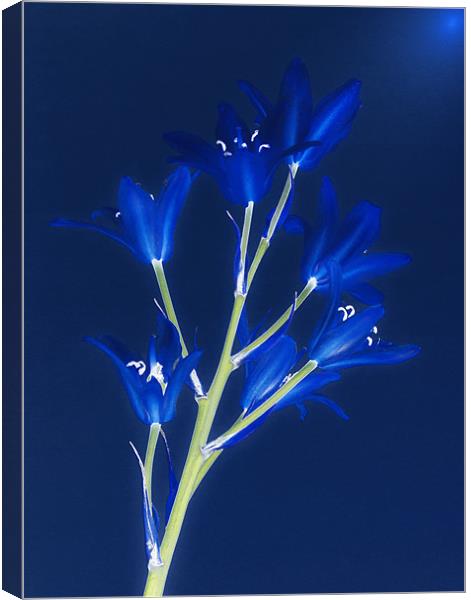 Blue Forever Canvas Print by Clive Eariss