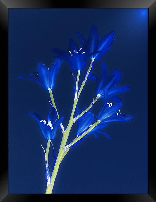 Blue Forever Framed Print by Clive Eariss