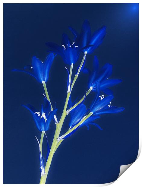 Blue Forever Print by Clive Eariss