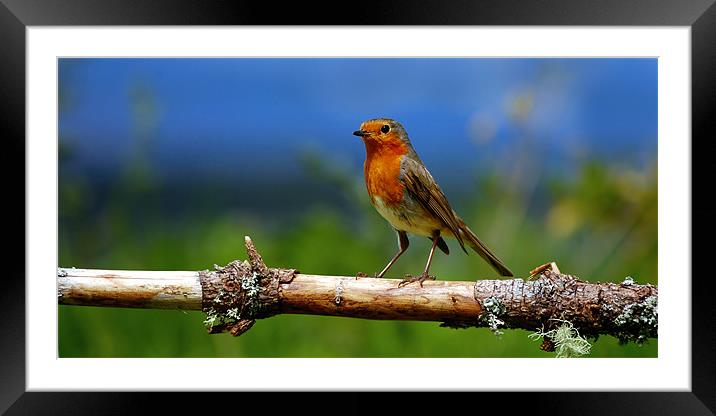 Robin Framed Mounted Print by Macrae Images