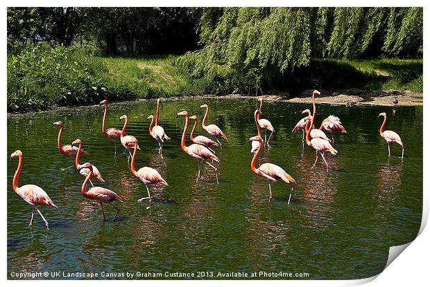 Flamingos Print by Graham Custance
