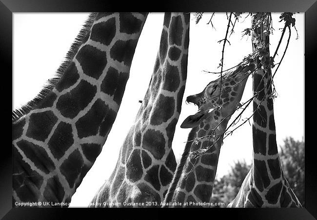 Giraffes Framed Print by Graham Custance