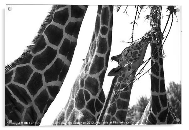 Giraffes Acrylic by Graham Custance
