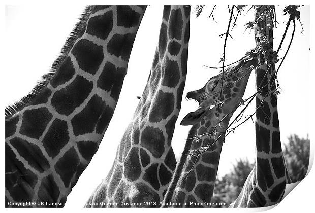 Giraffes Print by Graham Custance