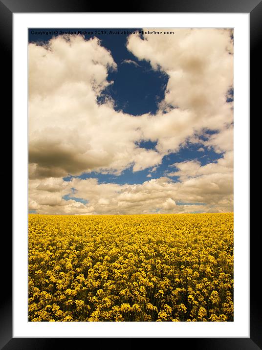 Fields of gold 2 Framed Mounted Print by Gordon Bishop
