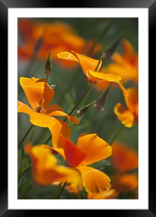 Orange poppies Framed Mounted Print by Dawn Cox