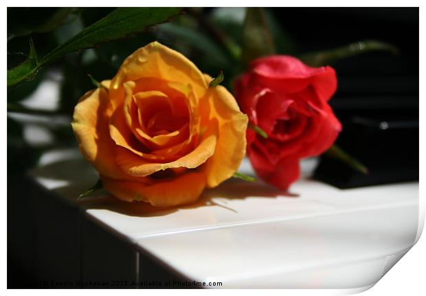 Red & Yellow Minature Roses Print by Sandra Buchanan