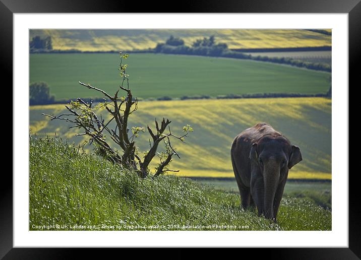Elephant in the countryside Framed Mounted Print by Graham Custance
