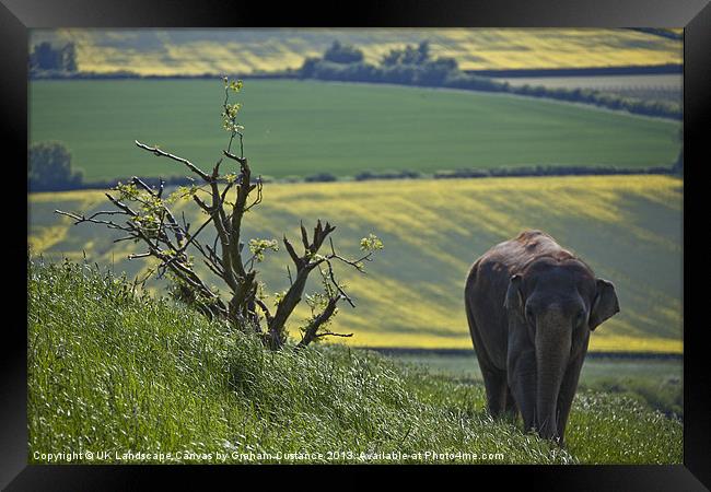 Elephant in the countryside Framed Print by Graham Custance