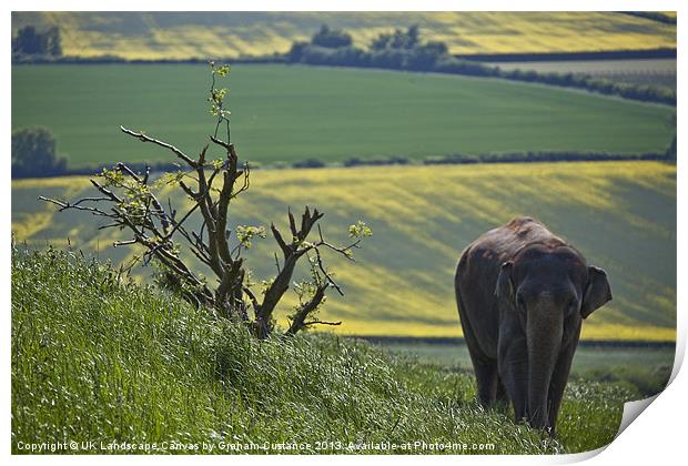 Elephant in the countryside Print by Graham Custance