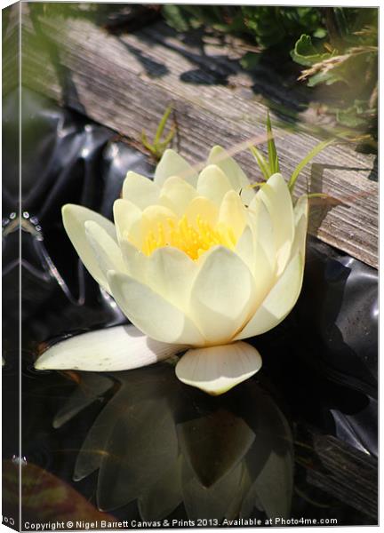 Water Lilly Reflection Canvas Print by Nigel Barrett Canvas