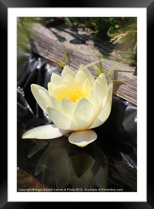 Water Lilly Reflection Framed Mounted Print by Nigel Barrett Canvas