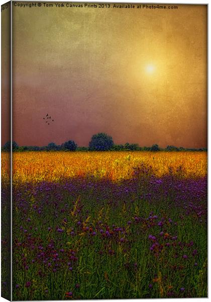 SUNSET IN THE MEADOW Canvas Print by Tom York